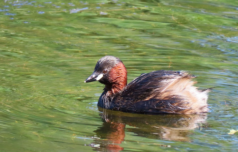 VOGU's Spende für den Vogelschutz geht an BirdLife Schweiz und den Zwergtaucher